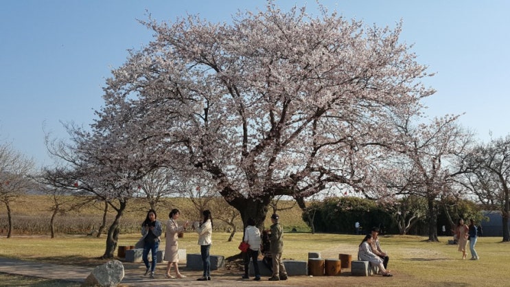  서산 해미읍성 축제 4.12~14 : 출산전 시댁 나들이