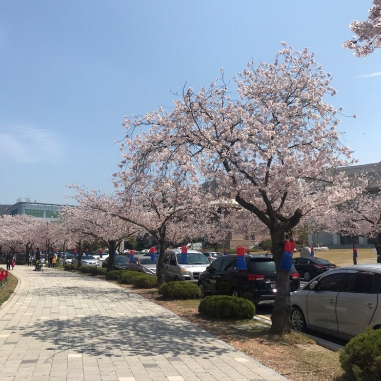  목대벚꽃 보며 피크닉 갔다왔오요 *_*