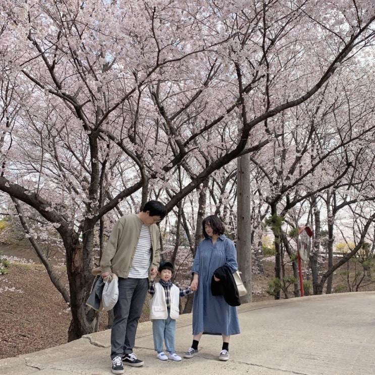 2019 인천 벚꽃명소, SK석유화학 / 세식구 봄 나들이