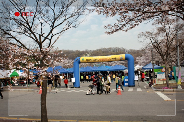 2019 의왕 시청 벚꽃축제