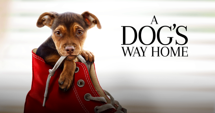  와우~이런 영화를 다시 볼수있다니..<어독스웨이홈a dog's way home>
