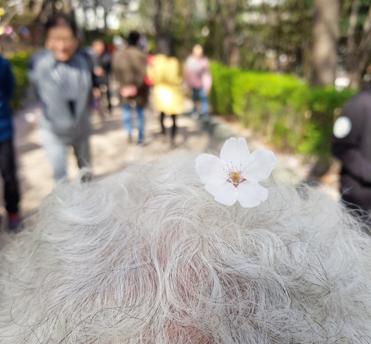 [일상] 성남 벚꽃길 8경/성남 벚꽃 명소 수진공원 벚꽃놀이