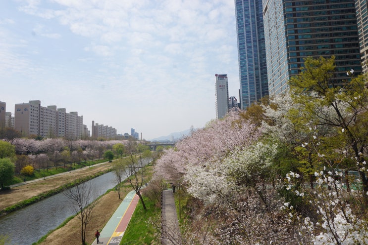  4월 13일! 양재천 벚꽃! 개포동 동네 벚꽃!