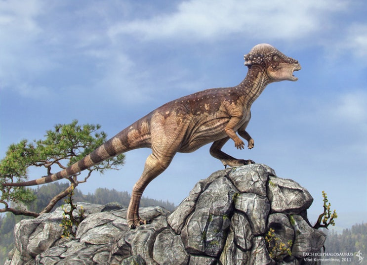  파키케팔로사우루스 (Pachycephalosaurus)