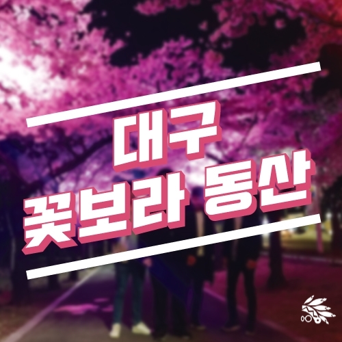  대구 꽃보라 동산 후기!:: 벚꽃이 꼭 분홍색이여야 하는가