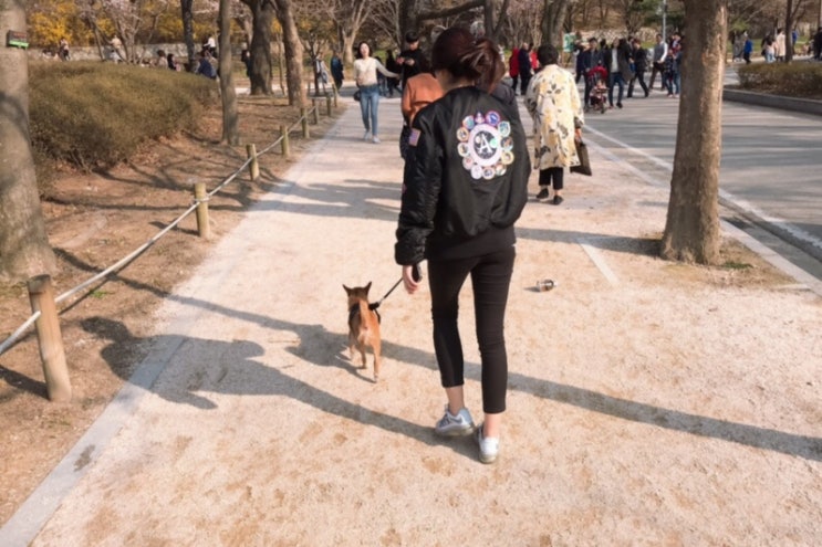 봄 토요일 일상 / 인천대공원 벚꽃놀이, 애견놀이터 이용