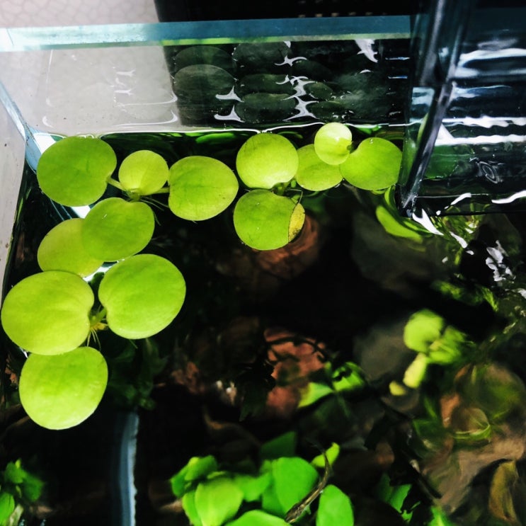  아마존 프로그비트 번식
