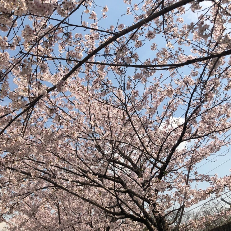  꽃이 주인공