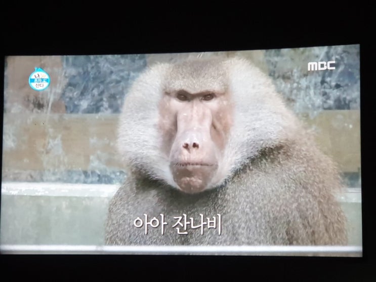  나혼자산다.레트로감성 잔나비 최정훈 기안84 잔나비시  잔나비노래도 목소리도 좋네