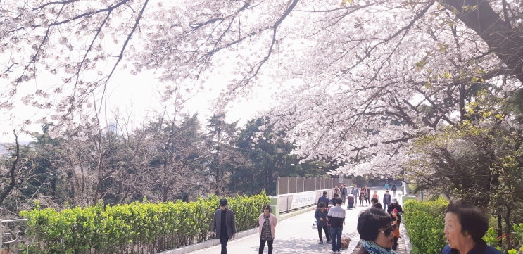 수봉공원의 벚꽃