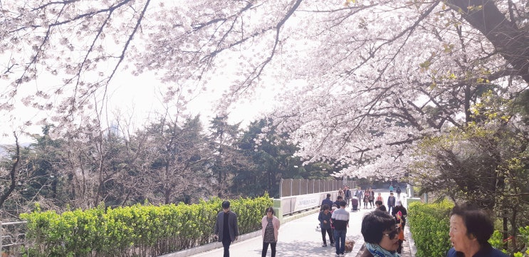 수봉공원의 벚꽃 수봉공원의 벚꽃