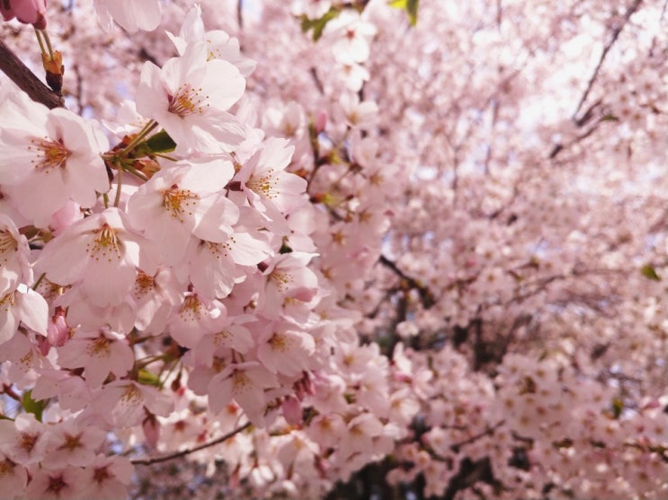 [꽃놀이]주말 나들이 인천 벚꽃 구경 그리고 비비밤 마지막은 송도 야경까지.. 알차게 보낸 하루 남는 건 피곤....