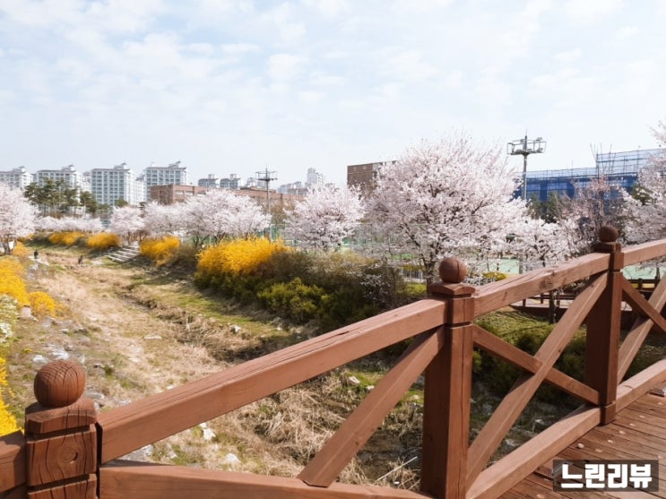  [느린일상] 광명 주말 소하동 벗이비인후과, 한내근린공원 꽃놀이
