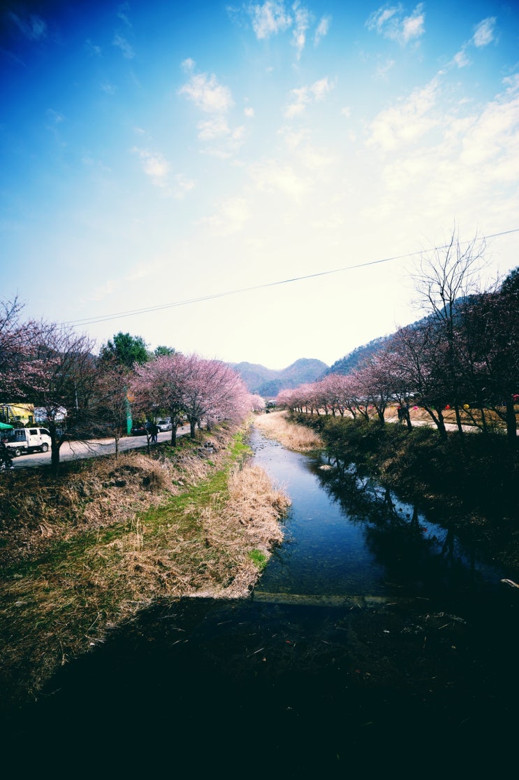  벚꽃 드라이브!  서울 근교 벚꽃드라이브 갑시다. 목적지는 귀여리마을.