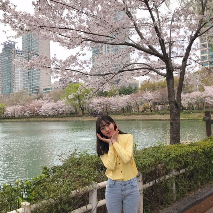   잠실 벚꽃맛집, 석촌호수 벚꽃축제 롯데월드 벚꽃 데이트 