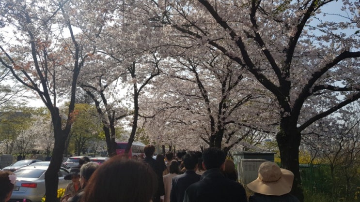 서울,여의도, 꽃놀이-여의도벚꽃(4월13일)