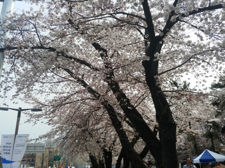  수원 벚꽃 명소 경기도청, 화성행궁 팔달산 봄꽃 데이트~