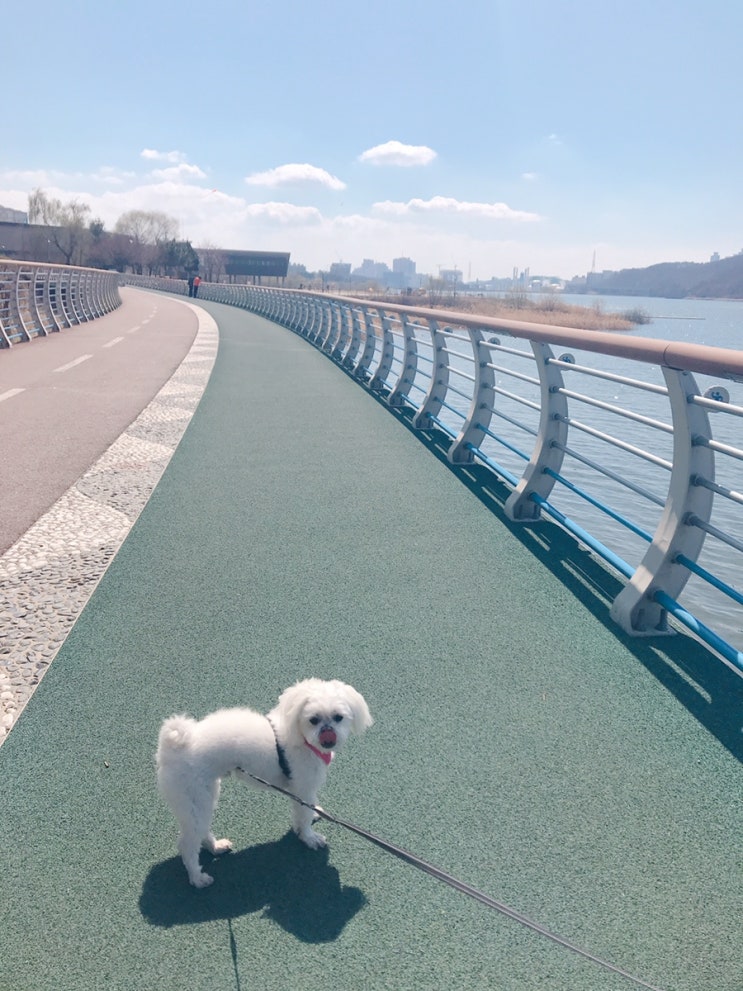 반려견과 산책하기 좋은 기흥호수공원 순환산책로