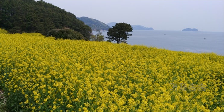  내촐에 농어가 나온다 해서 갔다가 유채꽃만 찍어옴.