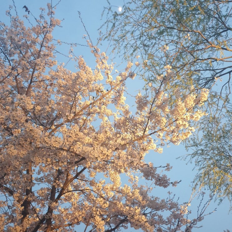  ~2019.04.14