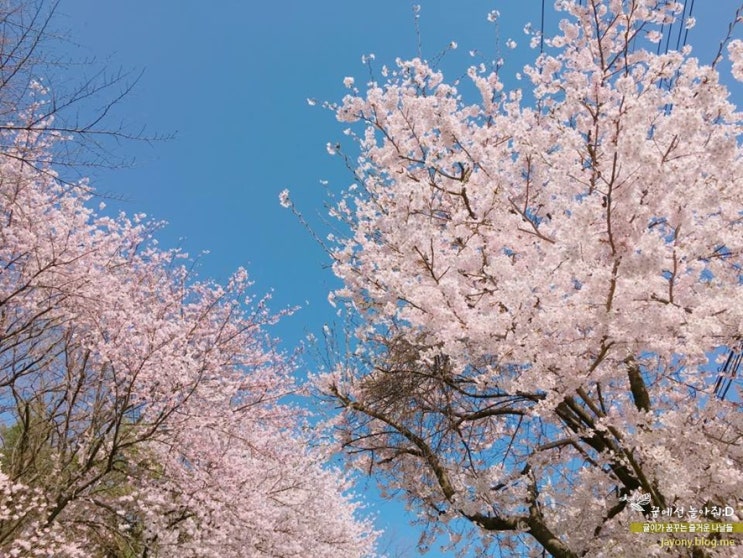  평택 벚꽃 구경, 은혜로 국제대학교 가는길 :D