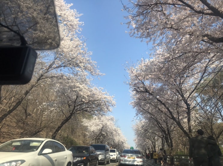  봄 ~~벚꽃 ~~~먹방