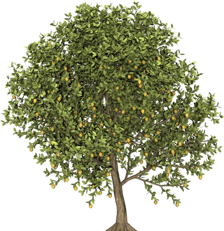 트리 나무맵 소스 침엽수 활엽수 나무 맵핑 나무 소스
