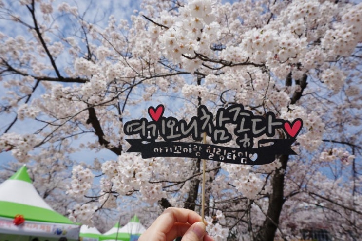  인천벚꽃명소:sk석유화학 벚꽃 짱!주차는 헬ㅋ