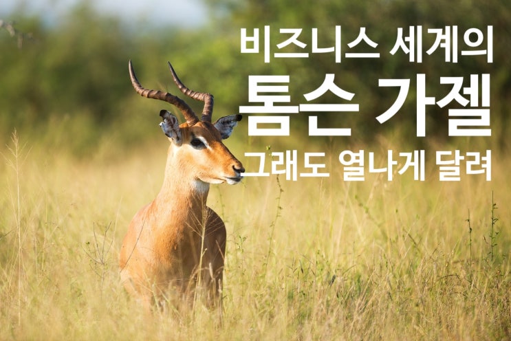  아마존 출신 온라인 사업가 박정준님 인터뷰를 보고 - 내 손으로 만들어가는 가치, 그래서 오늘도 톰슨 가젤은 달린다