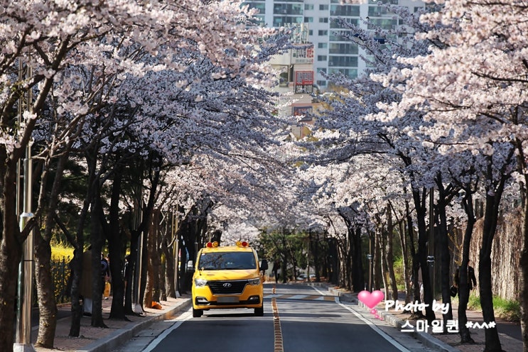 4월의 향기 - 아파트 벚꽃길~ 