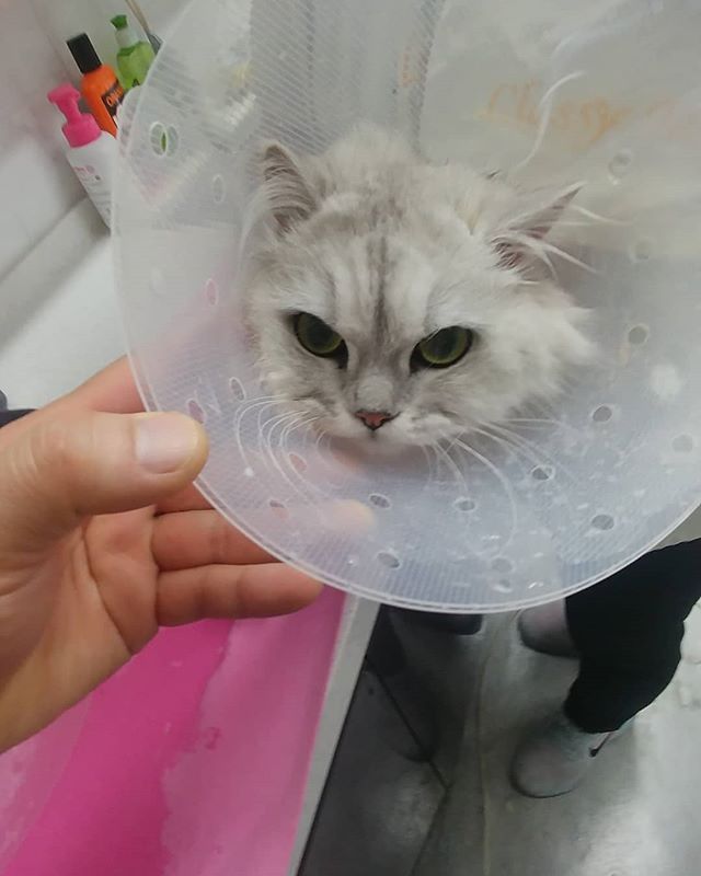  고양이무마취미용