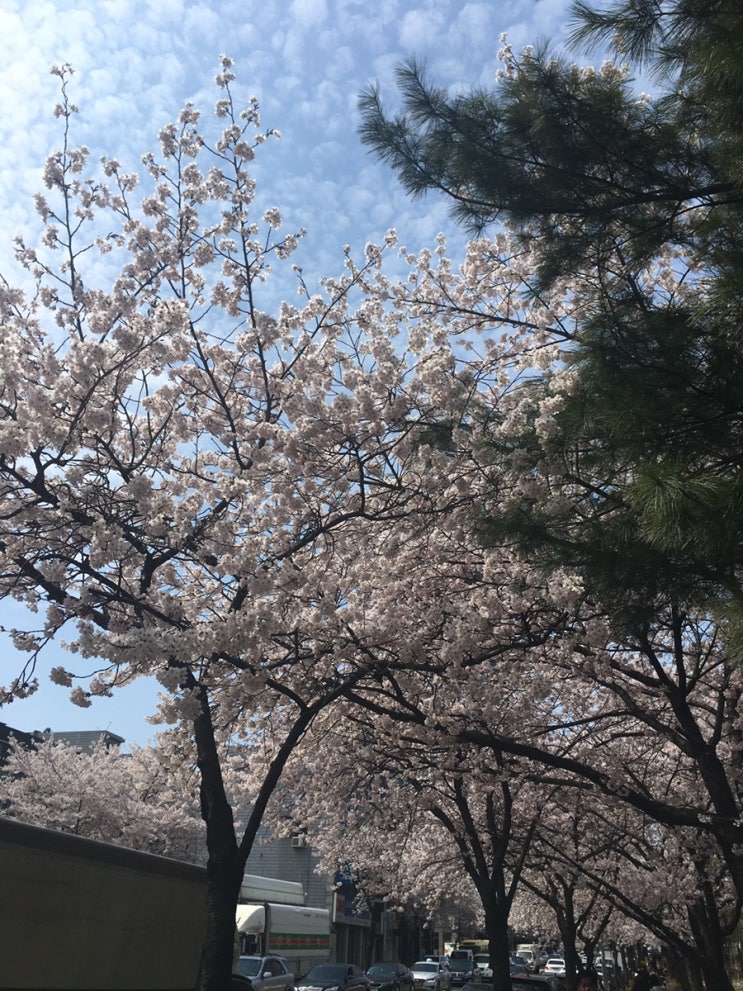 좀비와 벚꽃
