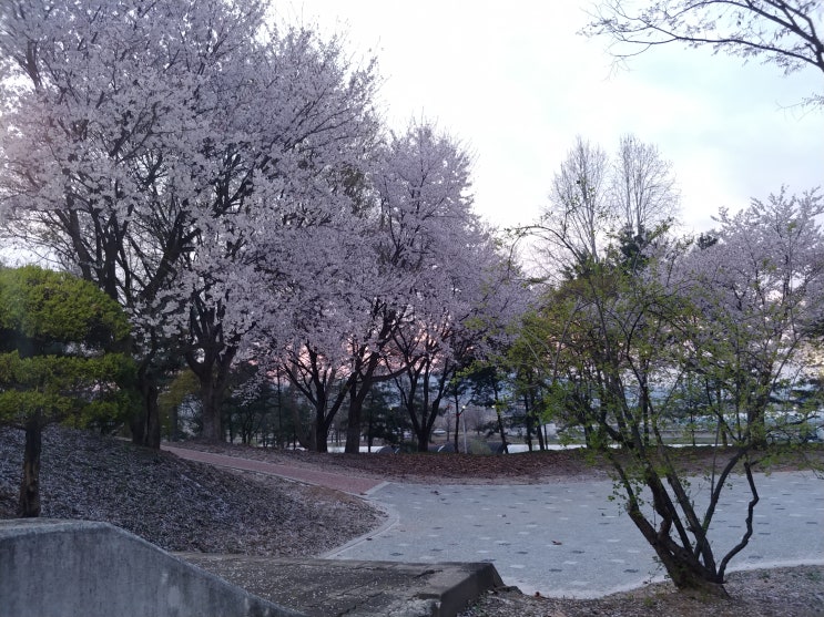  충주 벚꽃 명소 호암지와 건국대학교 벚꽃길~
