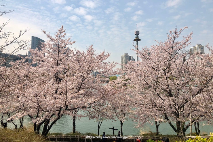 서울 벚꽃 명소/ 석촌호수와 양재천 벚꽃길