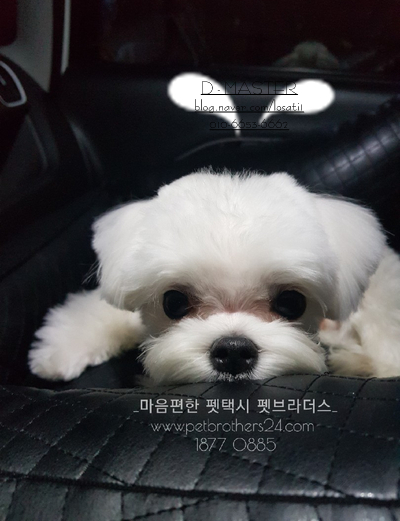  로또 855회 예상번호와 애견 펫택시 펫브라더스가 함께 합니다.~!!