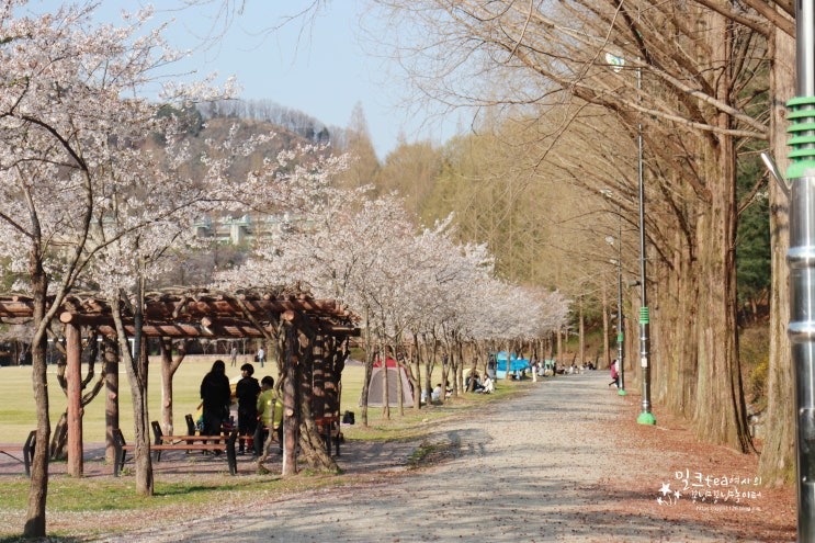 금강로하스대청공원 마지막 벚꽃을 보러간 주말