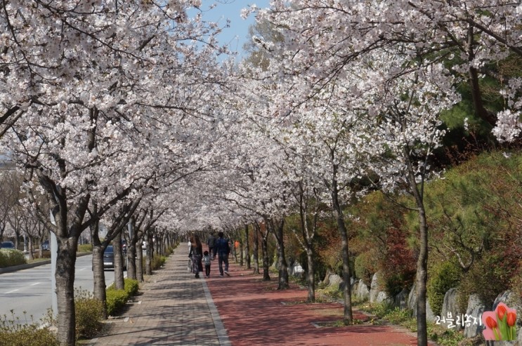 아산 탕정 벚꽃 만개, 주말 벚꽃 구경 갈만한 곳(4월2주차)
