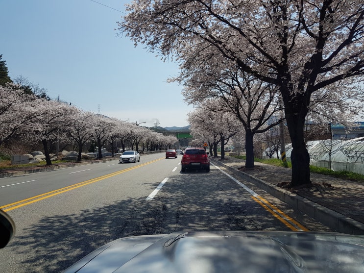  [190413]벚꽃 구경 (예산 벚꽃 길, 순천향대학교 아산캠퍼스)