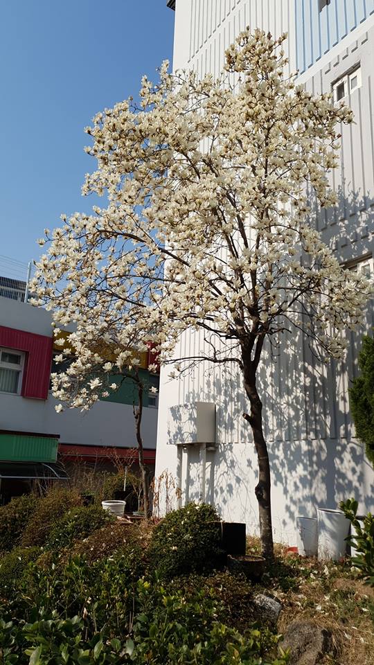  꽃:) 목련