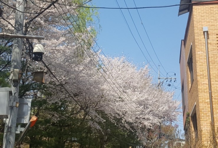  2019년 벚꽃 엔딩 ~