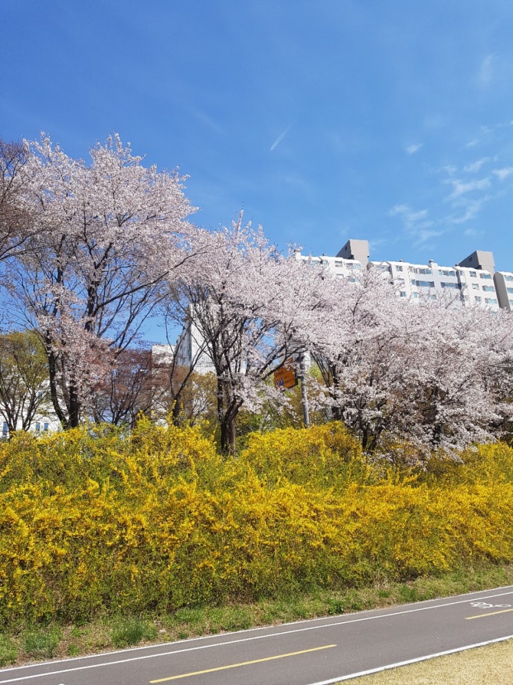  탄천 벚꽃구경