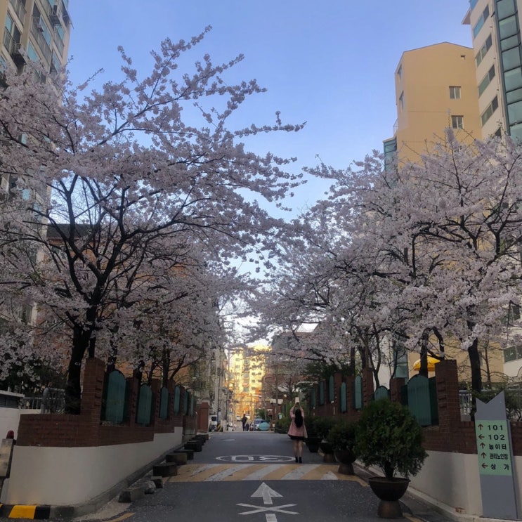  벚꽃