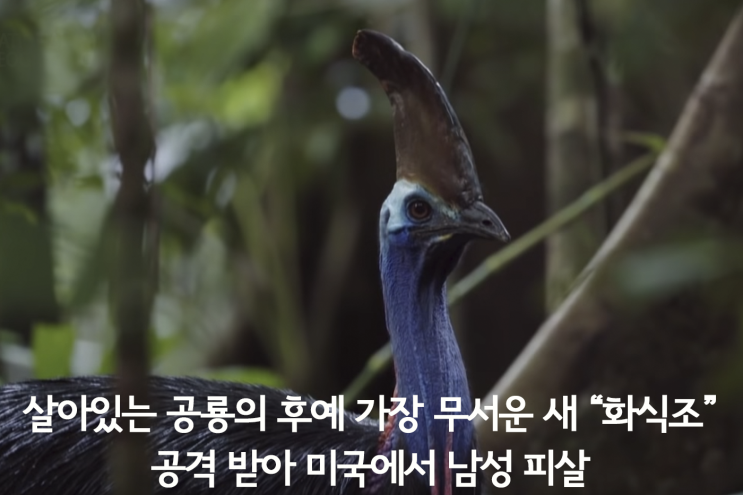  살아있는 공룡의 후예 가장 무서운 새 "화식조" 공격 받아 미국에서 남성 피살 동영상