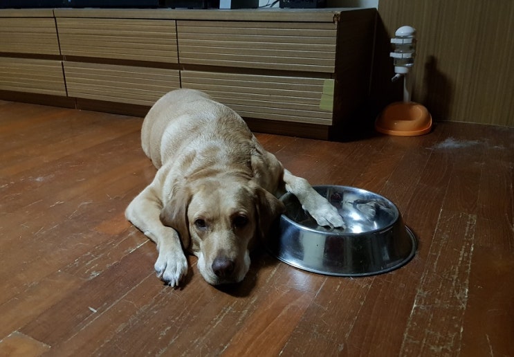  우리집 귀염둥이 또기