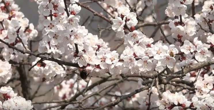  품바 버드리 2019 청풍호 벚꽃축제 초청 공연