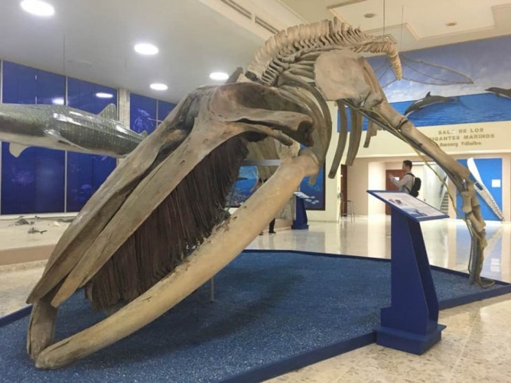  2019 코이카 도미니카공화국(340 Museo historia nacional)