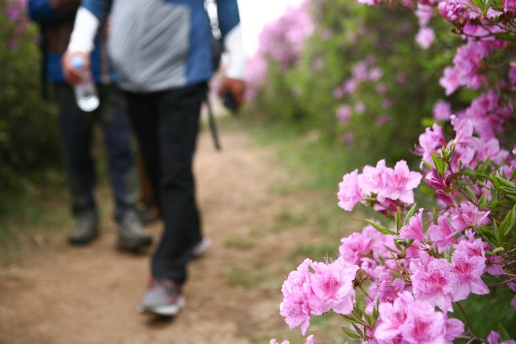  합천 산청 황매산철쭉제 오토캠핑장에서 즐기면 좋음.