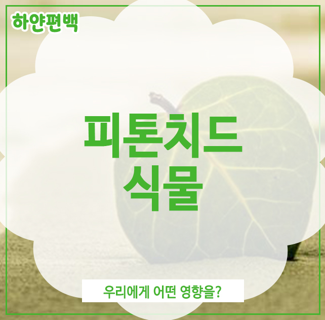 피톤치드식물, 우리에게 어떤 영향을?