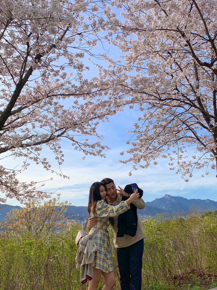  [혜화 대학로] 다른 꽃구경 명소 부럽지 않은 낙산 공원 데이트 #이화동벽화마을 #이화달팽이길#퍼플라이프