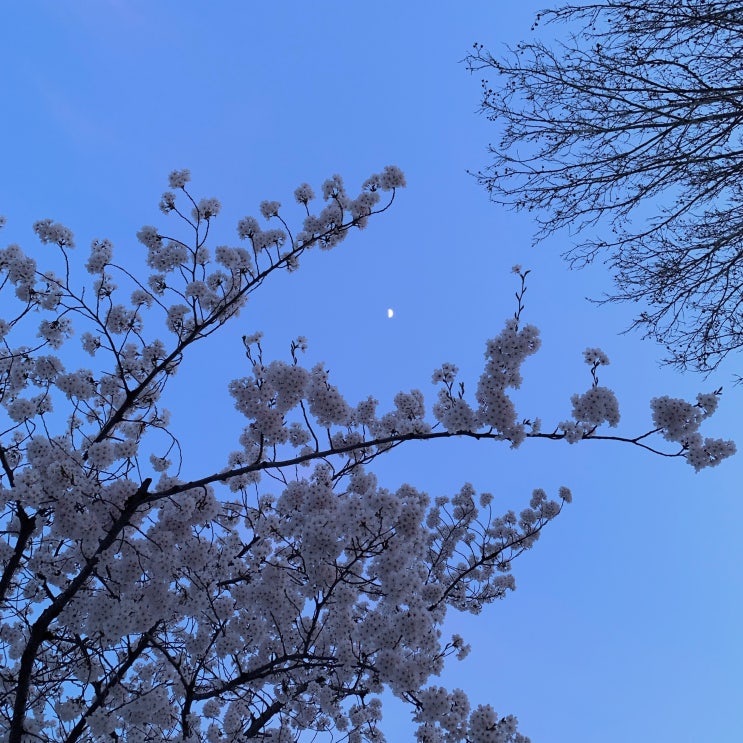  벚꽃이 피고 지는 동안